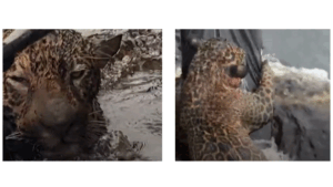 Jaguar clings to float from boat as it's rescued from river in Brazil