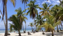 sandy island with palm trees in Panama