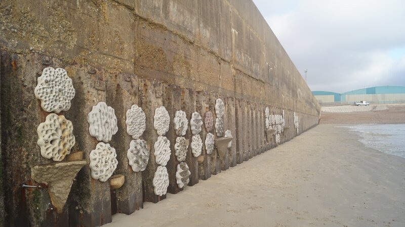Southwick Reef living seawall launched at Shoreham Port