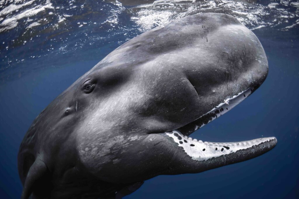sperm whale calf