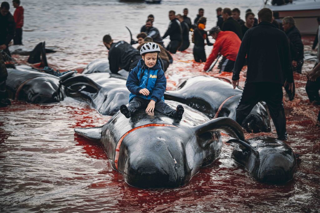people surround whales in pilot whale hunt in the Faroe Islands
