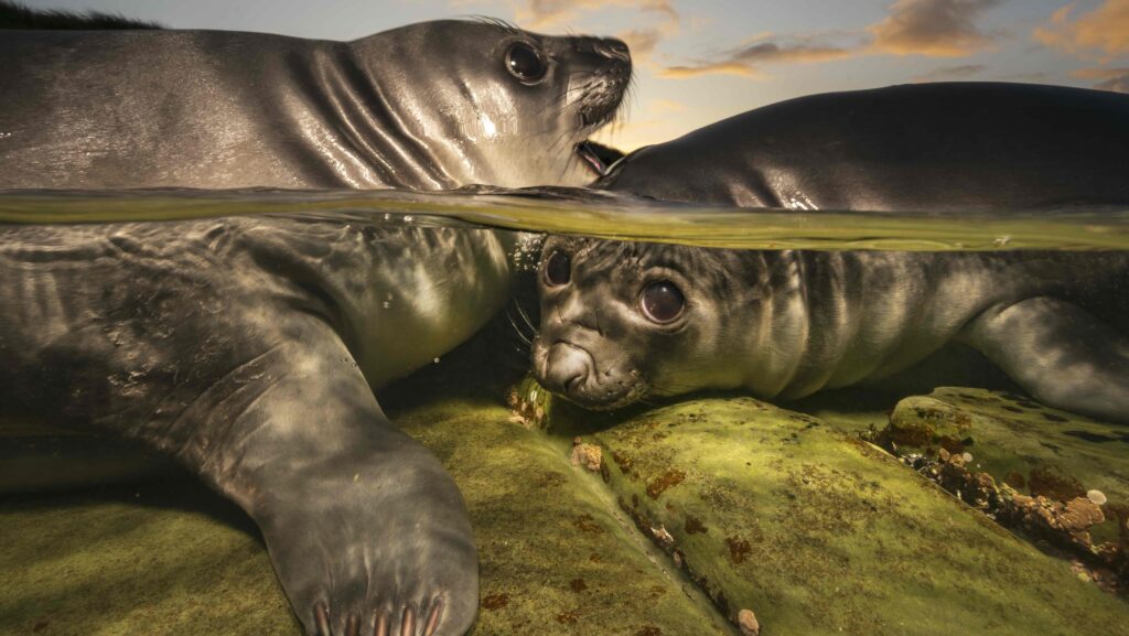 elephant seals