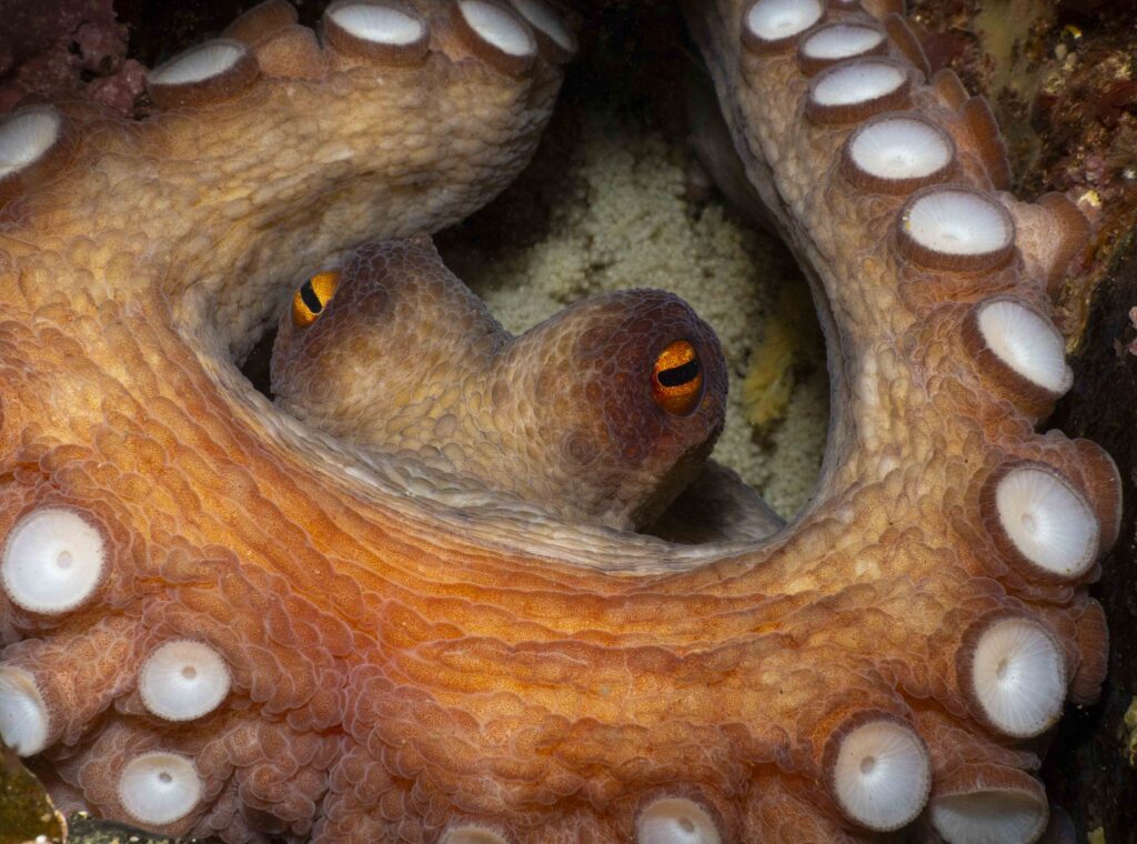 octopus