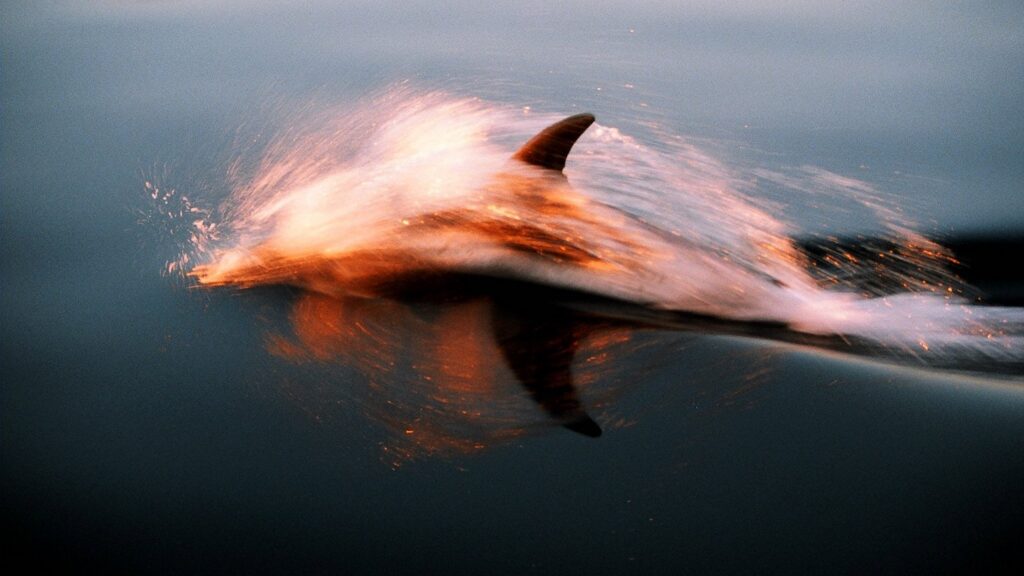Dophin photogrpahed by Brian Black. Image courtesy of Black Family Estate