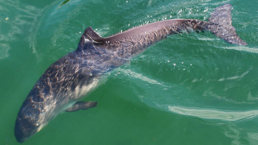 Phocoena phocoena