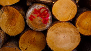 teak trunks stacked in a pile