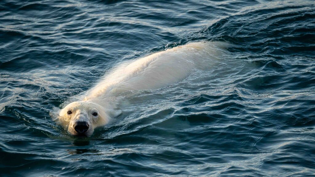 polar bear in water