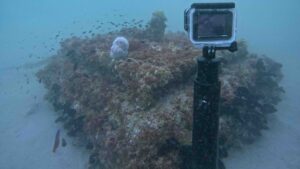 Ecoreef mooring block underwater with marine growth