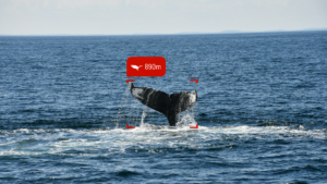 A whale tail breaches with Sea.AI technology labelling