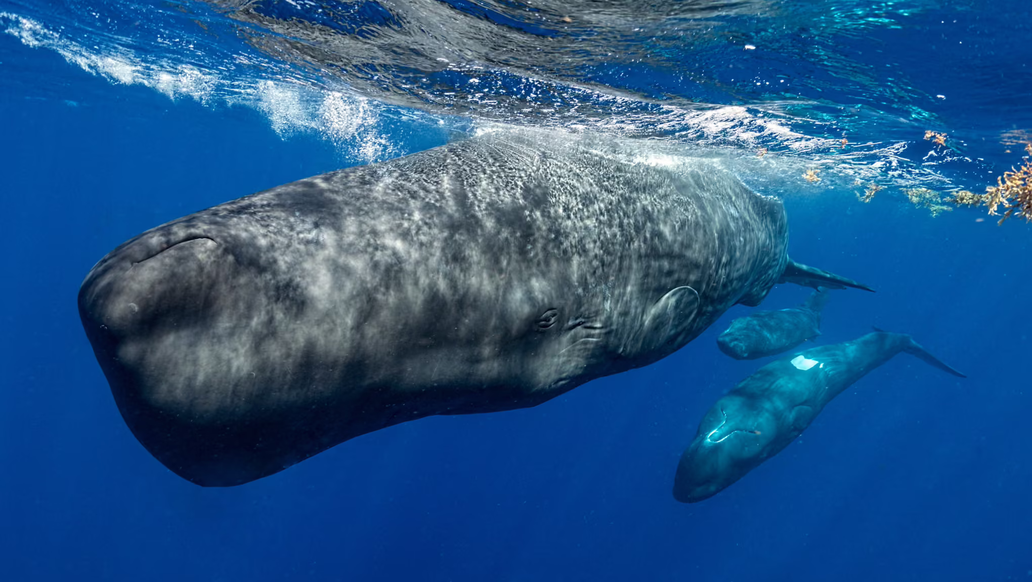 Sperm whale research by Project Ceti