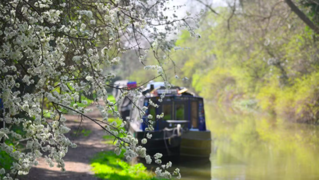canal boat with white blossom in foreground