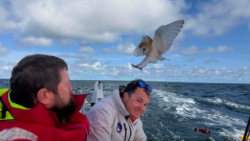 barn owl lands on boat