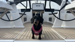 Dog standing on the deck of a Hanse 418 sailing yacht available through Sea Equity