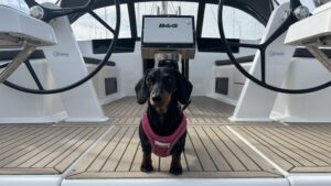 Dog standing on the deck of a Hanse 418 sailing yacht available through Sea Equity