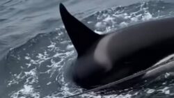 Orcas swim beneath the 42ft sailing yacht Seika during an encounter off Galicia