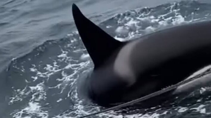 Orcas swim beneath the 42ft sailing yacht Seika during an encounter off Galicia